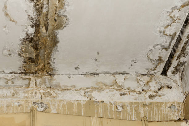 Mold Documentation for Insurance Claims in Vaiden, MS